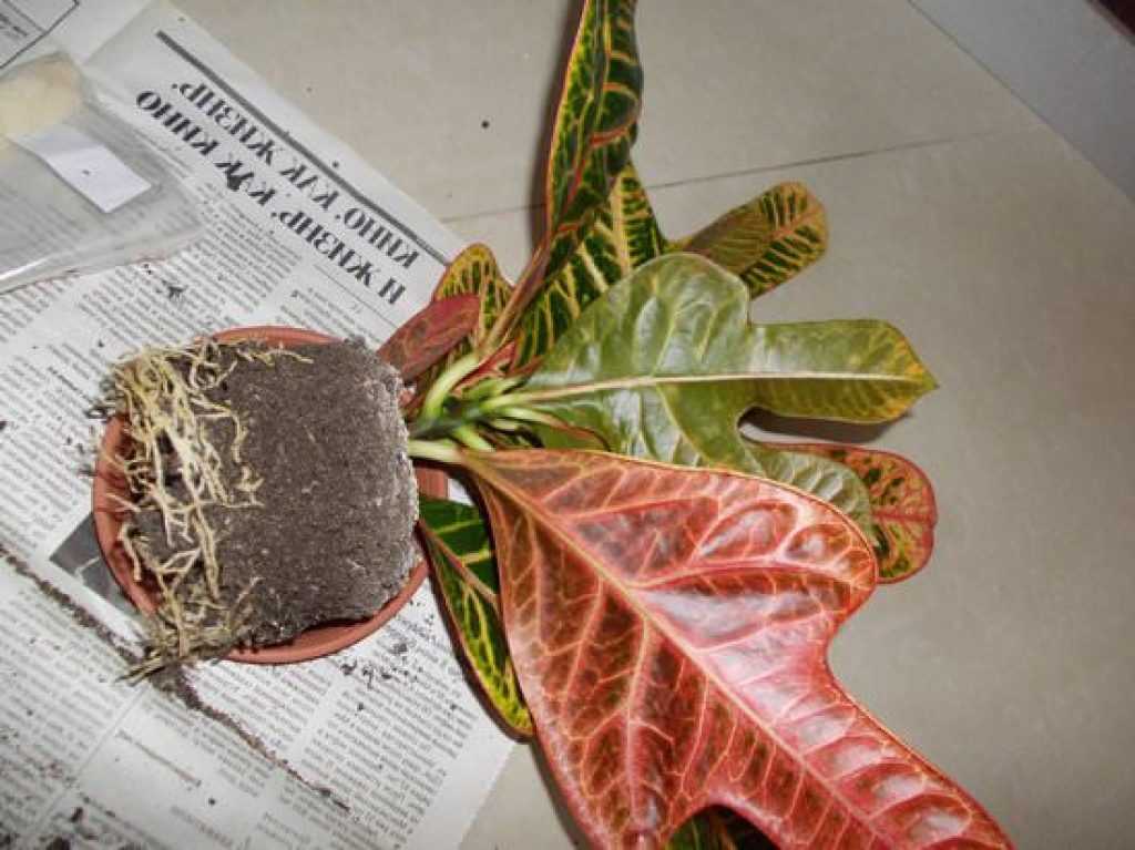 Кротон, или кодиеум: уход в домашних условиях, виды с фото, особенности выращивания, что делать, если сохнут и опадают листья + видео