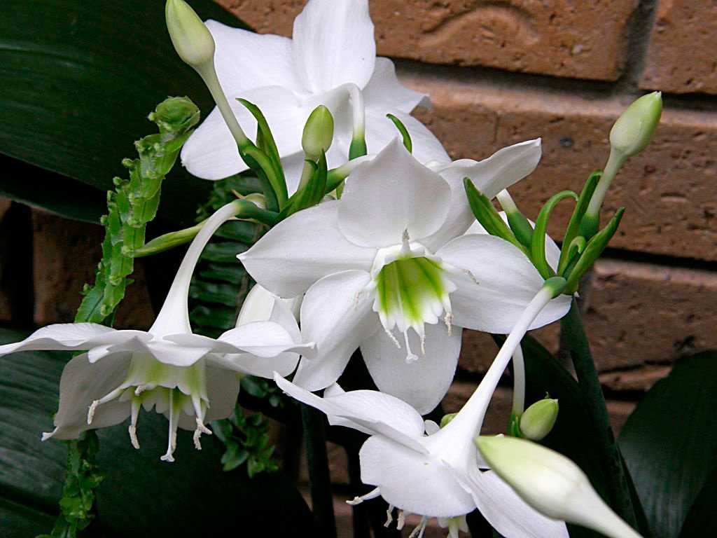 Пестролистные цветочные растения – изюминки дач