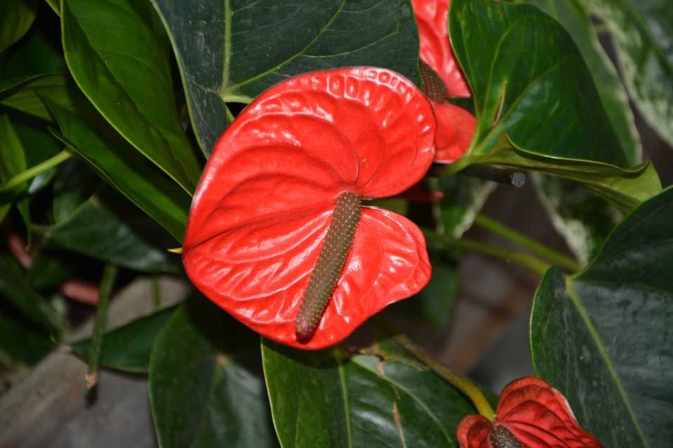 Комнатные растения с красными цветами (60 фото): домашние цветы с красно-бе...