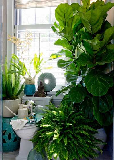 Светолюбивые комнатные растения отлично подойдут хозяевам жилья с окнами на южную и восточную стороны. Есть как совсем неприхотливые цветы, так и сложные в уходе. Разберем описание популярных солнцелюбивых комнатных растений.