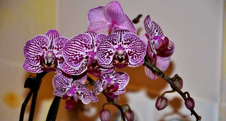 Уход за орхидеями в домашних условиях: как правильно ухаживать за этими комнатными цветами