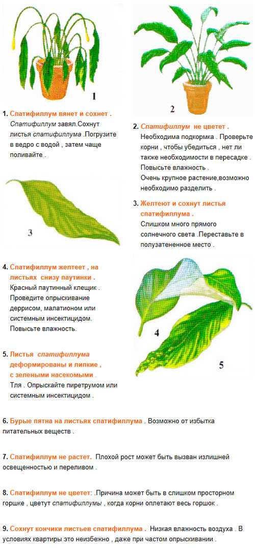 Почему сохнут листья у спатифиллума? описание проблем и коррекция ухода. фото — ботаничка.ru