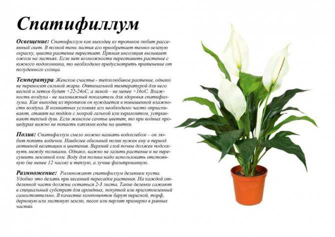 Спатифиллум «Сенсация» является очень эффектным растением. Каковы характеристики данного сорта В чем состоят особенности ухода за ним в домашних условиях Причины болезней данного растения.