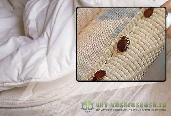 Откуда берутся перьевые клещи в подушках: описание насекомого, причины и симптомы появления, методы борьбы, эффективные препараты