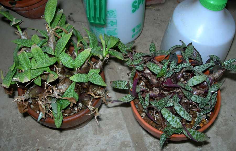 Ледебурия многолетнее луковичное растение, описание, фото, уход
