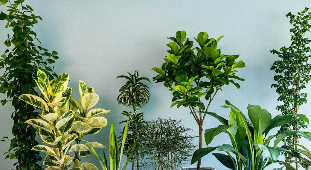 22 самых тенелюбивых комнатных растения (названия и фото)