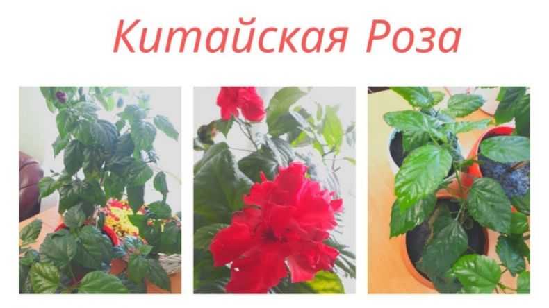 Сорта гибискуса для домашнего разведения (с фото) - проект "цветочки" - для цветоводов начинающих и профессионалов