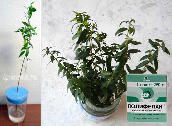Мирт - комнатное растение. уход в домашних условиях и вероятные трудности при выращивании