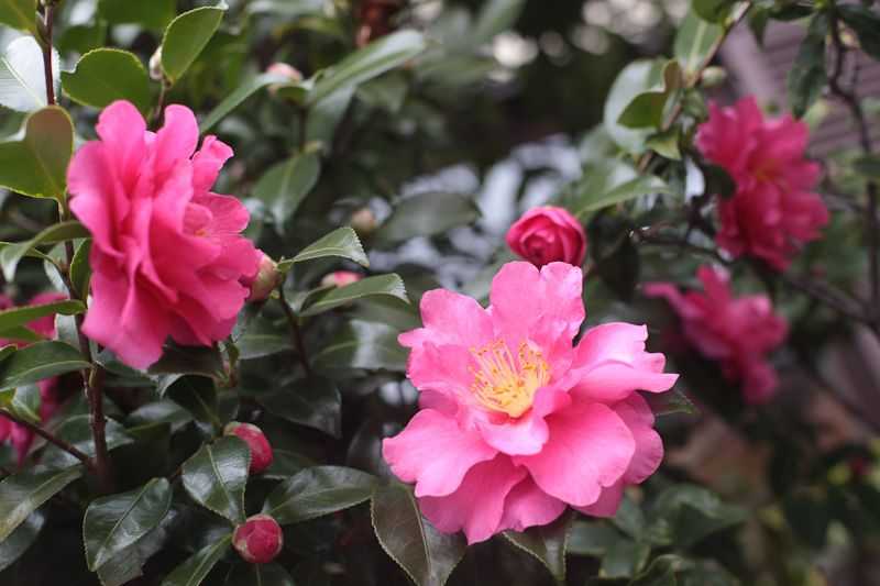 Чай или камелия китайская (camellia sinensis). уход, выращивание в домашних условиях. | floplants. о комнатных растениях