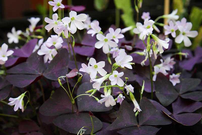 6 видов комнатных цветков с фиолетовыми листьями