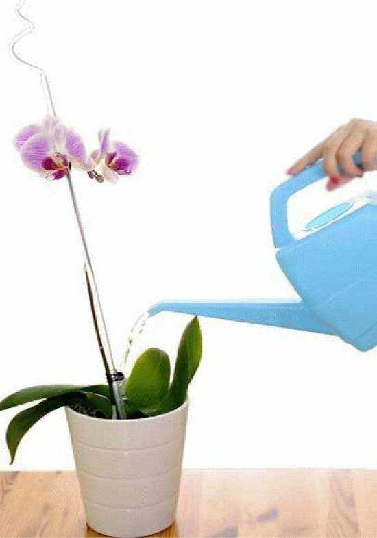 Орхидея фаленопсис: уход, цветение, пересадка и размножение