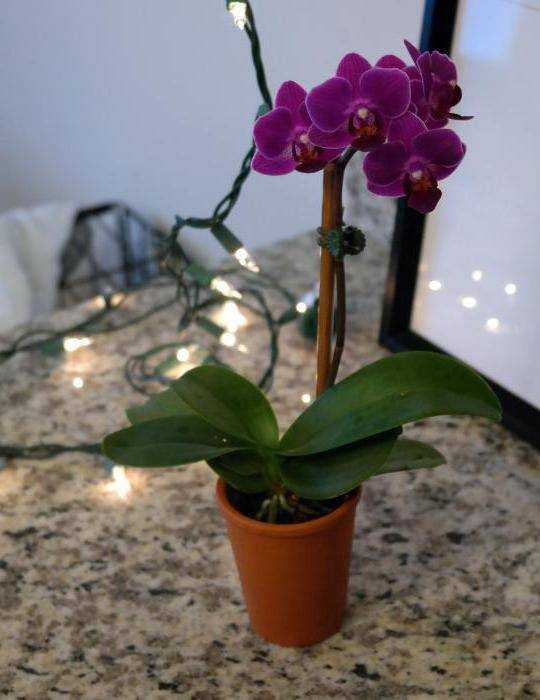 Прекрасные орхидеи в интерьере квартиры — фото
