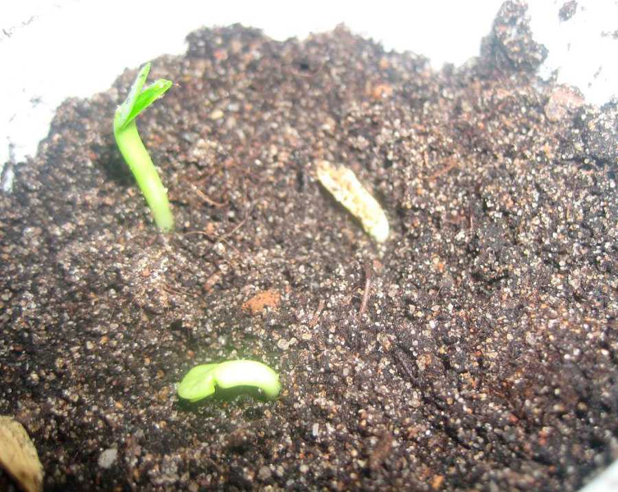 Пахиподиум (pachypodium). уход, период покоя, размножение дома. | floplants. о комнатных растениях