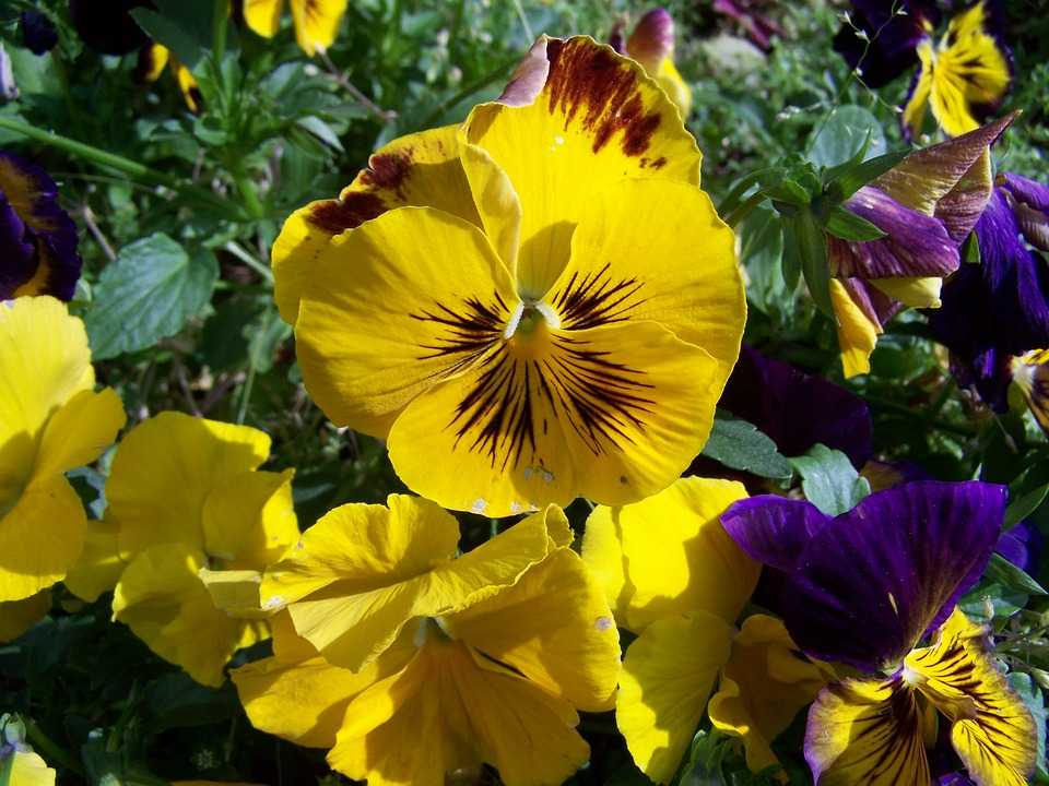 Цветы, похожие на лилии: лилейник желтый, трициртис, валлота прекрасная, кандык - sadovnikam.ru