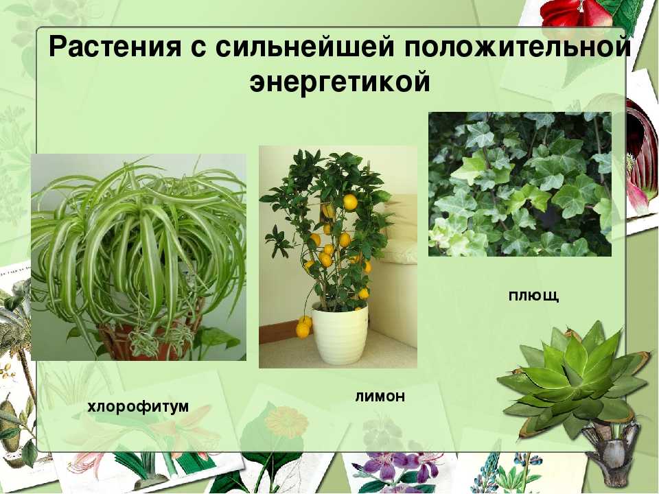 Ампельные комнатные растения. лучшие ампельные цветы для кухни. фото растений, описание и уход.
