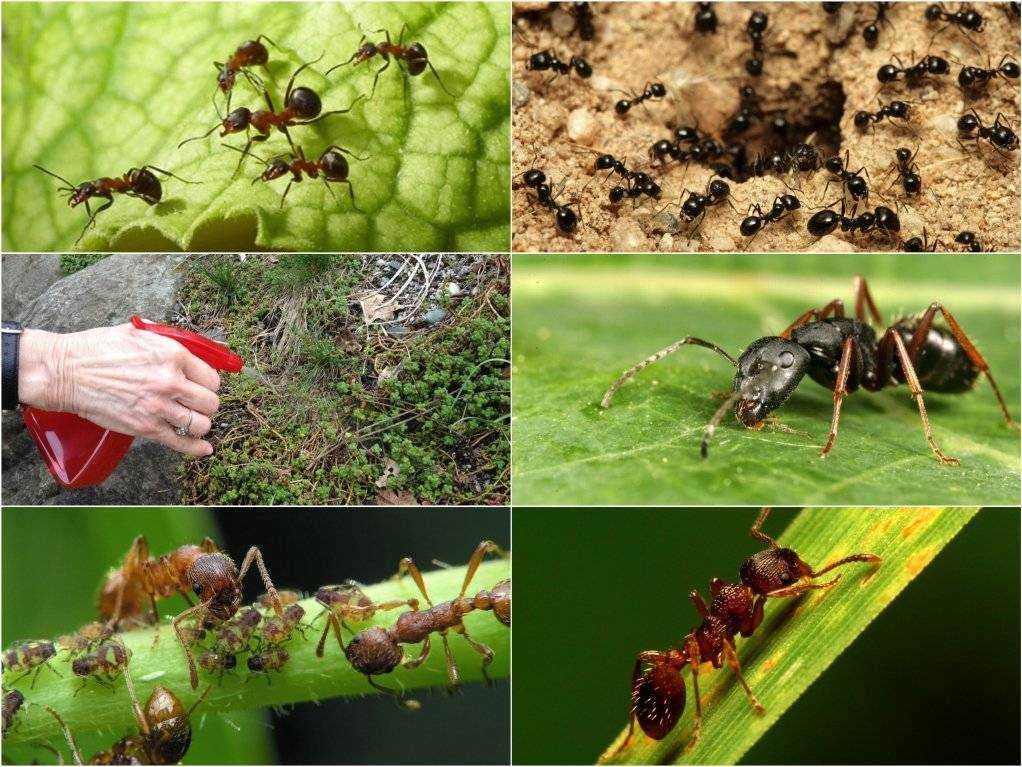 Как избавиться от муравьев в деревянном доме Как избавиться от больших древесных муравьев навсегда разными средствами Какими могут быть меры профилактики