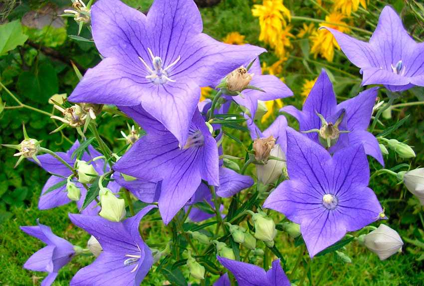 Колокольчик -  это один из самых популярных в садовом дизайне цветок. Какие существуют наиболее декоративные сорта растения Рассмотрим особенности посадки и ухода за ним.