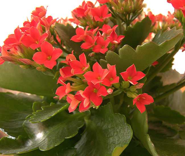 Каланхоэ перистое (29 фото): уход в домашних условиях, цветение и обрезка, каланхоэ перистое с зелеными цветами