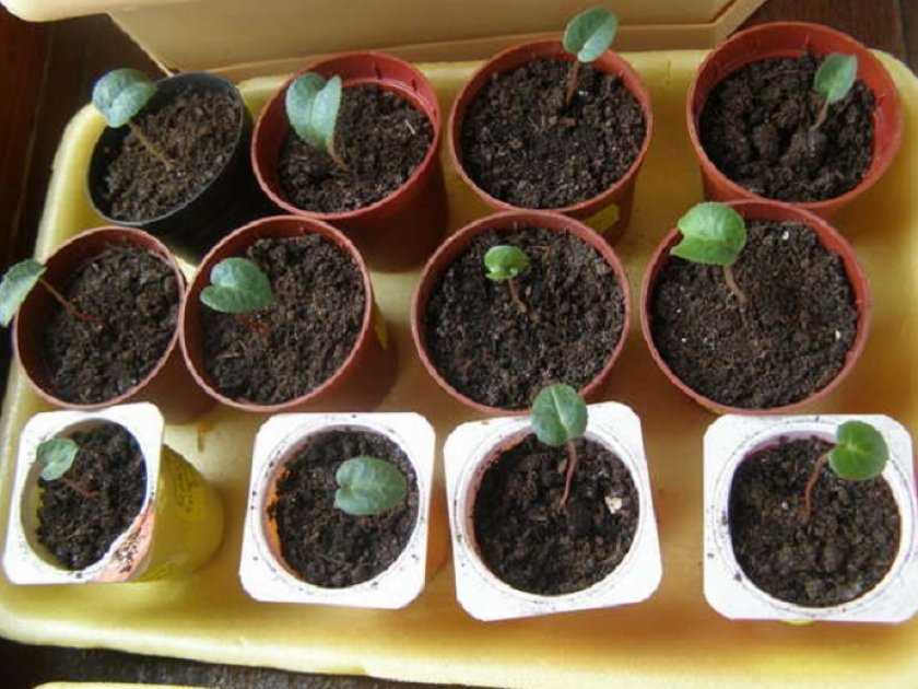Цинерария: посадка и уход, выращивание из семян рассадой в открытом грунте