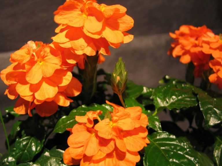 Кроссандра: выращиваем без проблем цветок-фейерверк в домашних условиях