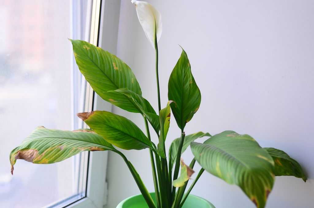 Бледные листья у спатифиллума: причины, почему светлеет зелень цветка «женское счастье», а также что делать, чтобы реанимировать растение?