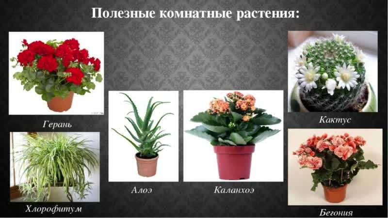 Уход за декоративно-цветущими комнатными растениями в домашних условиях