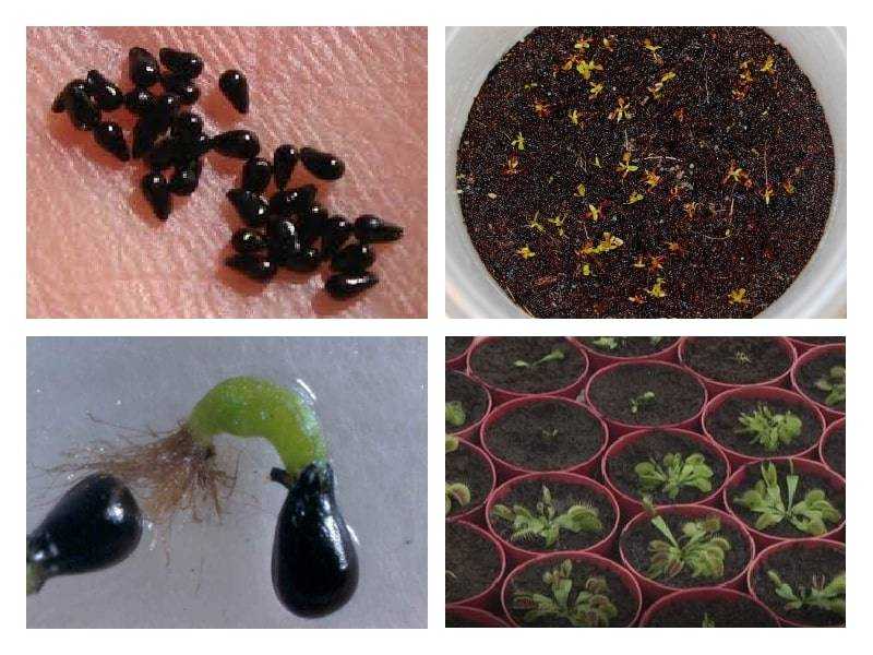 Венерина мухоловка: описание, особенности выращивания в домашних условиях