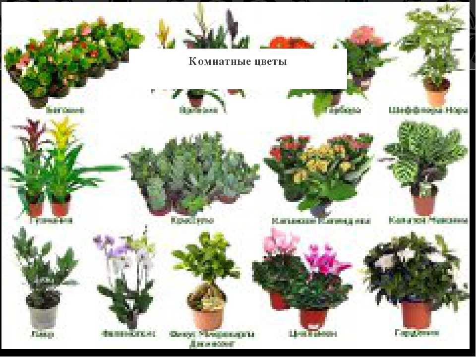 Комнатные нецветущие растения: фото с названиями и уход за ними