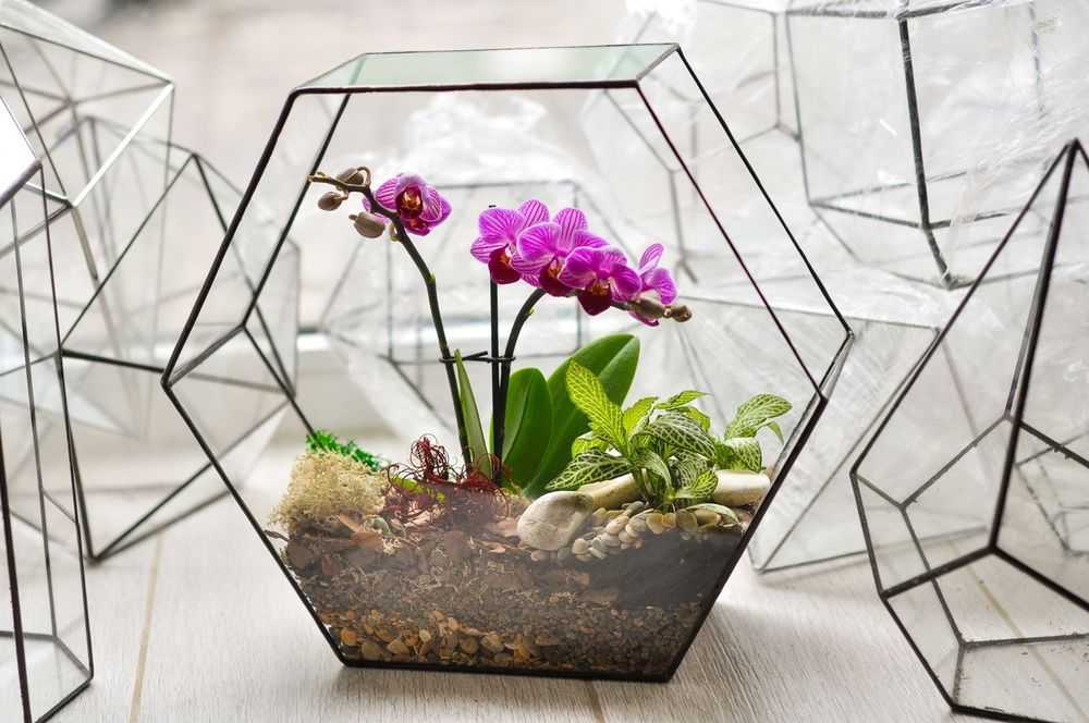 Кашпо для орхидеи: для чего нужно, какое оно должно быть, керамическое или прозрачное, пластиковое или стеклянное, как сделать своими руками?дача эксперт
