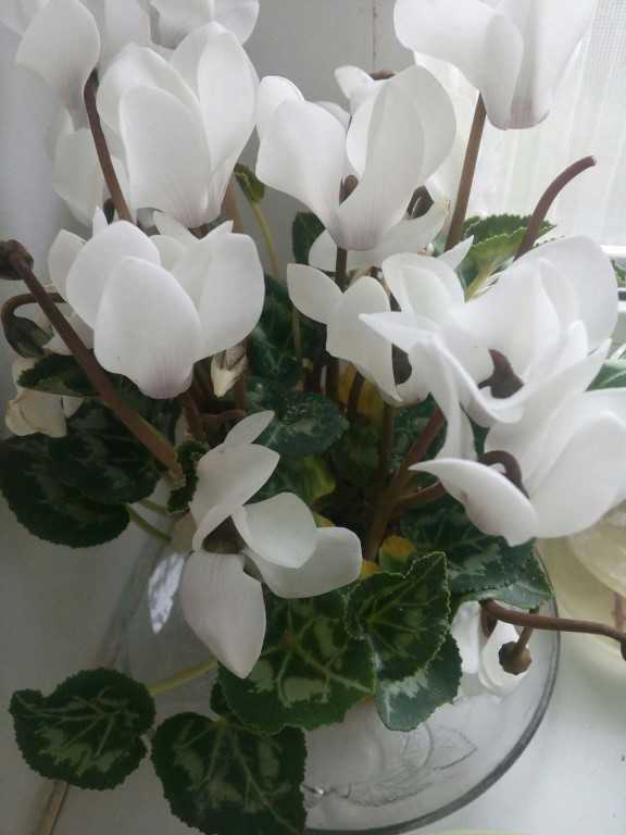 Комнатные растения с белыми цветами (28 фото): домашний гемантус белоцветковый и цветок, похожий на каллу, лиана и другие цветы