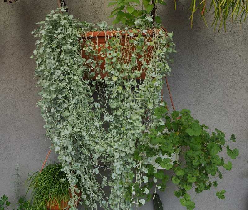 Декоративно-лиственные комнатные растения