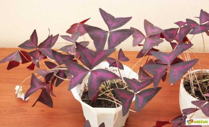 14 комнатных растений с фиолетовыми листьями: фото и названия