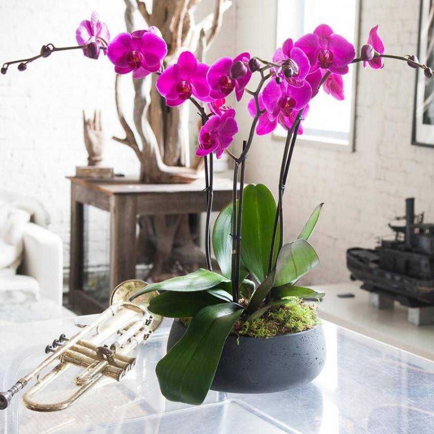 Выбираем место для тропического цветка – куда поставить орхидею в квартире?