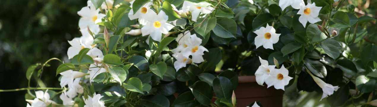 Дипладения (52 фото): уход за цветком мандевилла в домашних условиях, правильное выращивание растения зимой и размножение королевы комнатных лиан