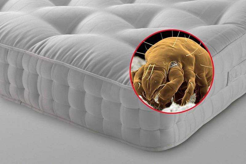 Клещи в подушках (перьевые клещи) – причина бессонницы, кто такие, откуда берутся, опасны ли для человека и как от них избавиться. фото под микроскопом