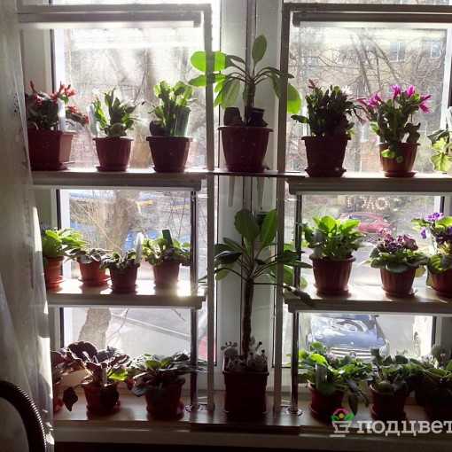 Правила и способы размещения комнатных растений в интерьере. цветы в спальне