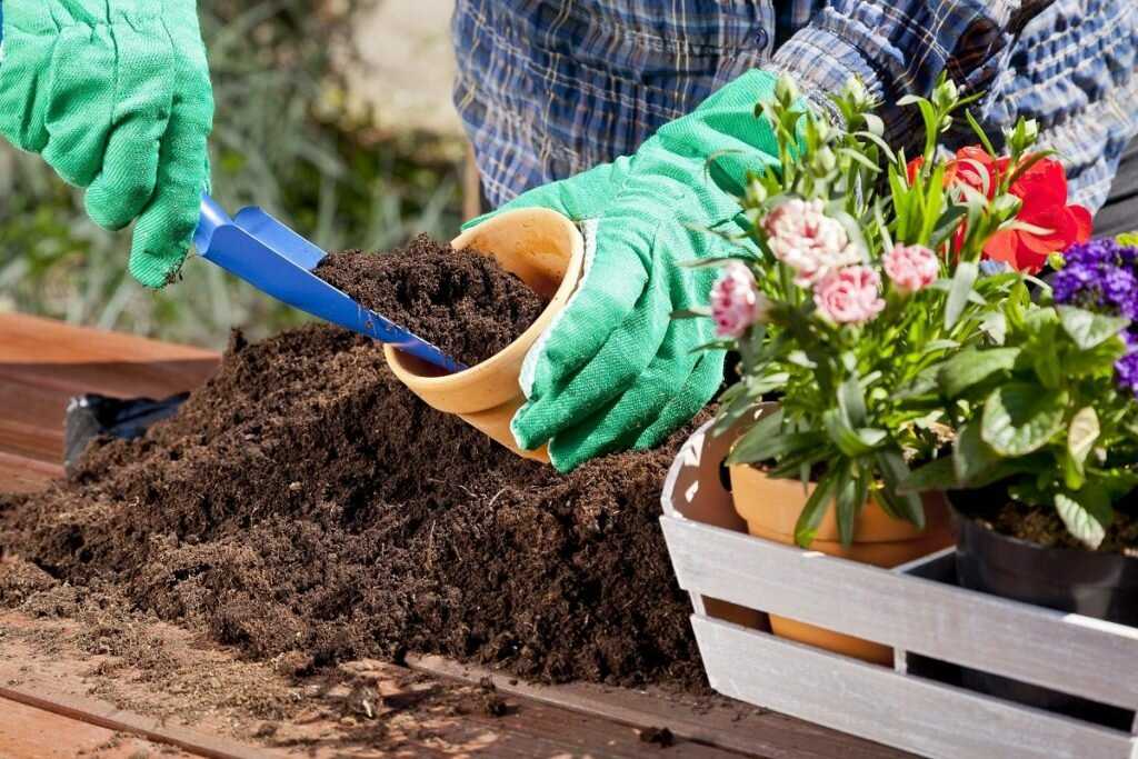 Земля для комнатных цветов: какая почва лучше и как ее обеззаразить? какие цветы предпочитают кислый грунт? универсальный и субстрат