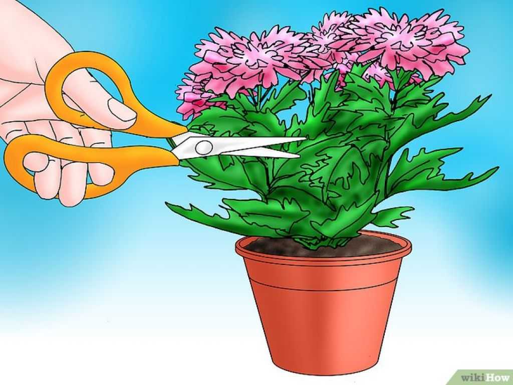 Несколько секретов как сохранить горшечные хризантемы до весны