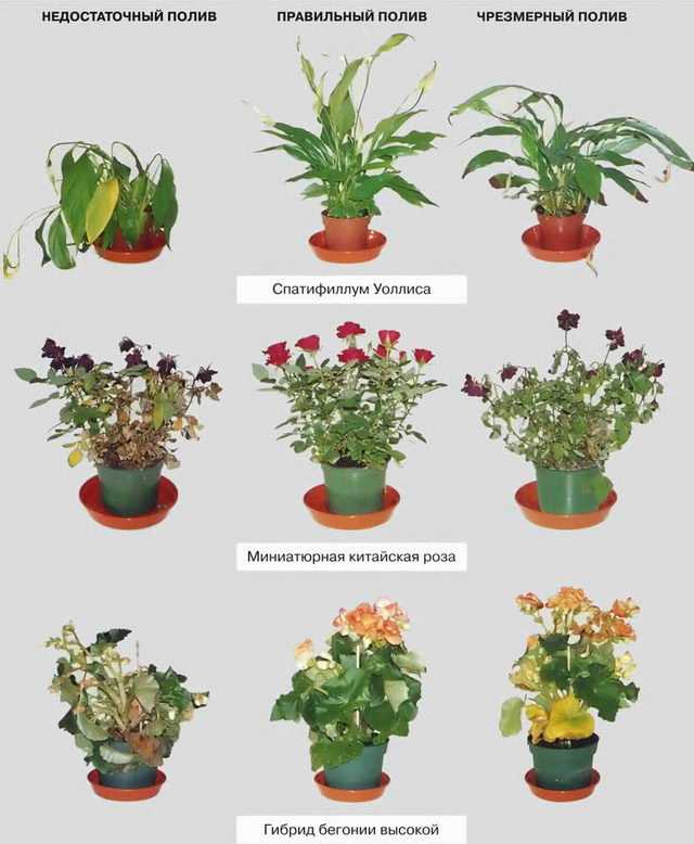 5 самых эффектных комнатных растений с крупными листьями. алоказия, афеландра, мединилла, монстера, платицериум. уход в домашних условиях. фото — ботаничка.ru
