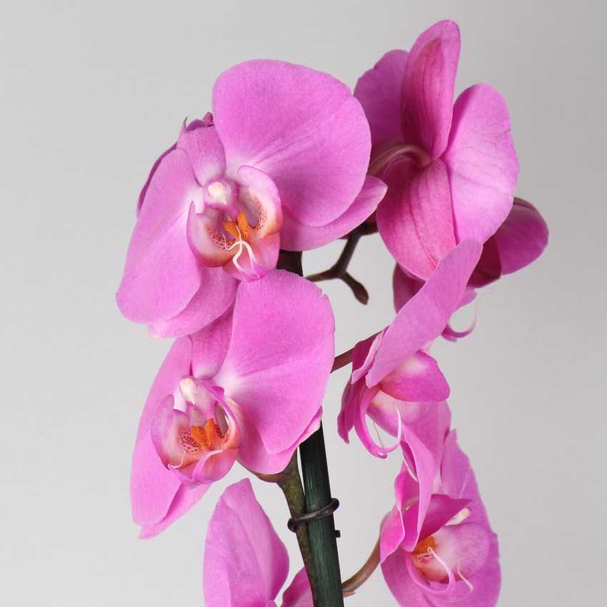 Выращивание орхидеи из луковицы в домашних условиях: правильный уход, как хранить и фото распространенных сортов