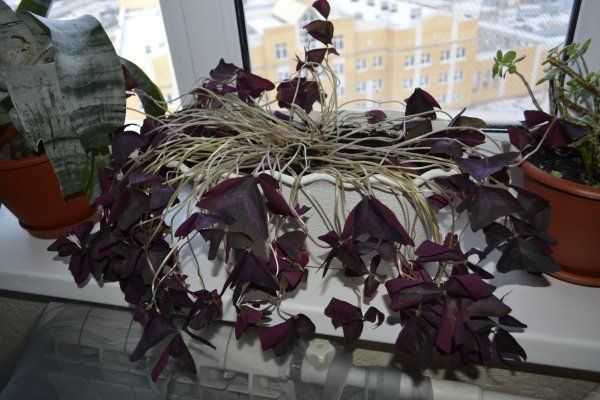 Комнатные цветы с фиолетовыми листьями (30 фото): домашние растения с листьями зелеными сверху и фиолетовыми снизу, другие виды
