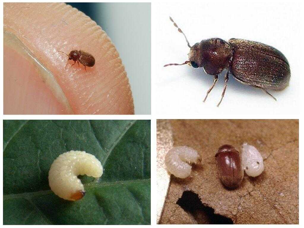 Белые насекомые в ванной: как избавиться от головастиков, червячков, жучков