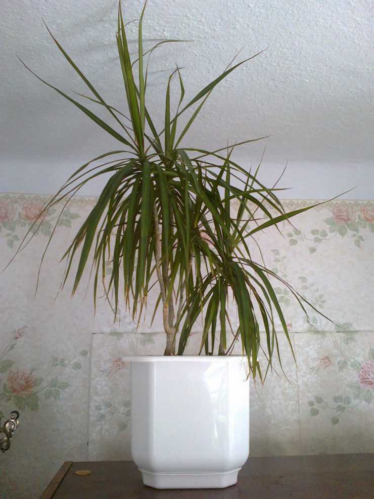 Комнатное растение дерево счастья. 10 комнатных растений, приносящих счастье и благополучие в дом | дачная жизнь