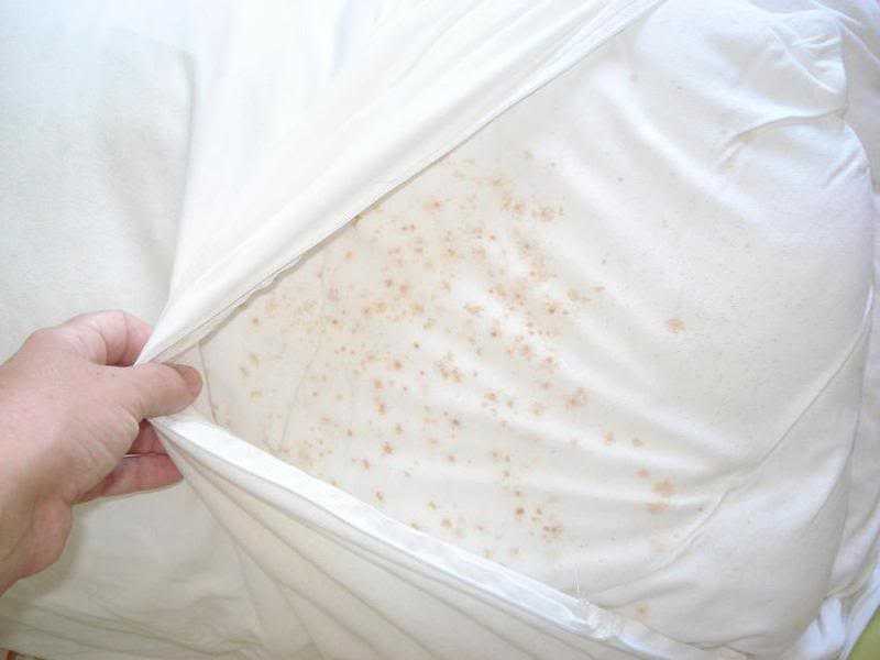 Перьевые клещи в подушках: симптомы и последствия