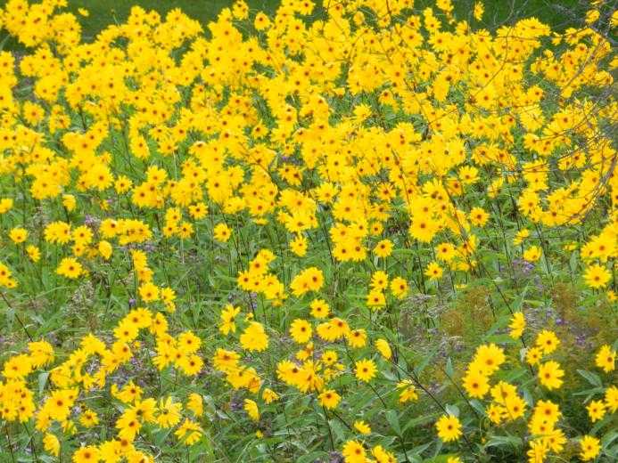 Комнатные цветы с желтыми цветами (28 фото): виды домашних растений с желтыми цветами-свечками и других форм