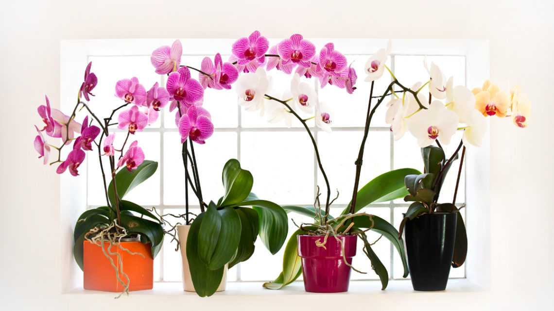 Комнатные растения в интерьере квартиры: интересные варианты оформления