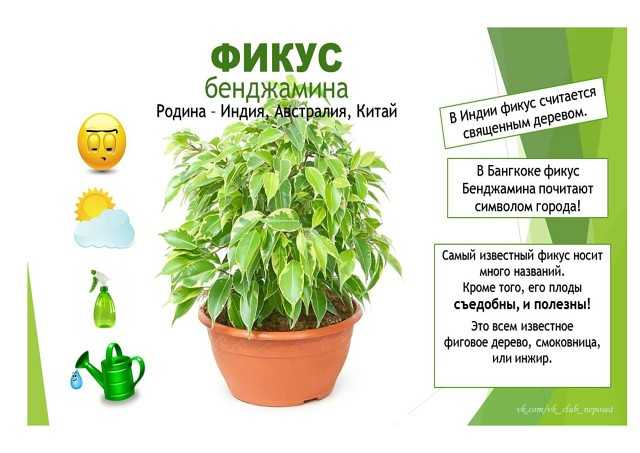 Растения на кухне на supersadovnik.ru
