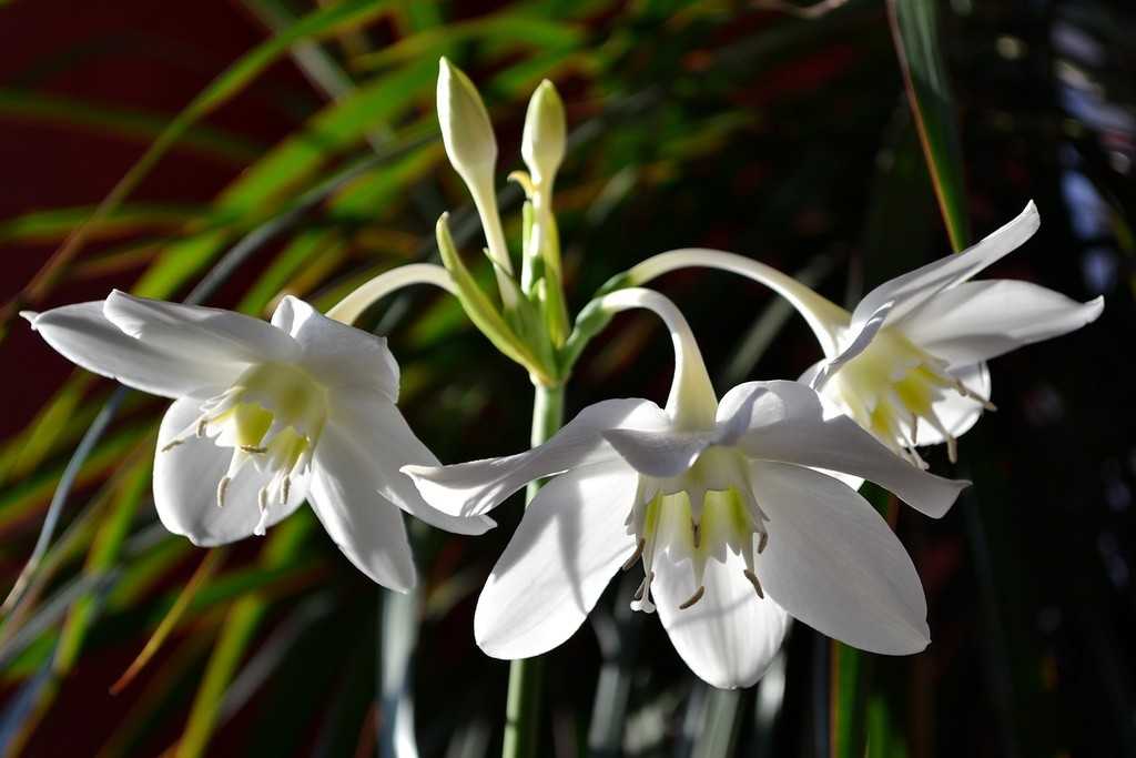 Комнатное растение с белыми прожилками на листьях - theflowers