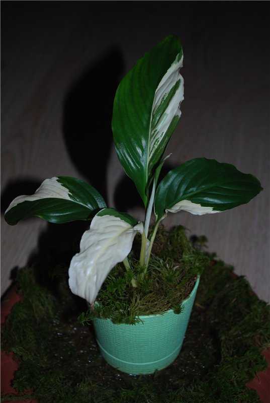 Цветок спатифиллум домино — уход в домашних условиях