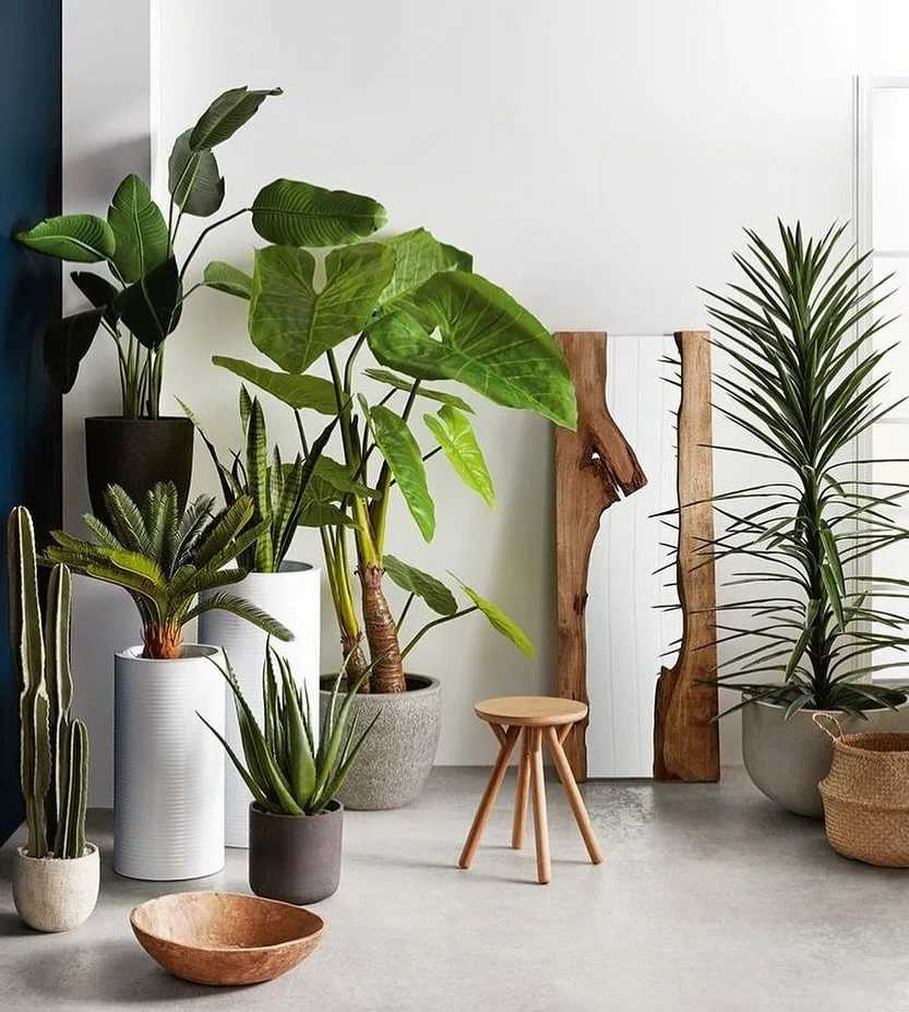 Растения в интерьере квартиры. размещение растений в интерьере.